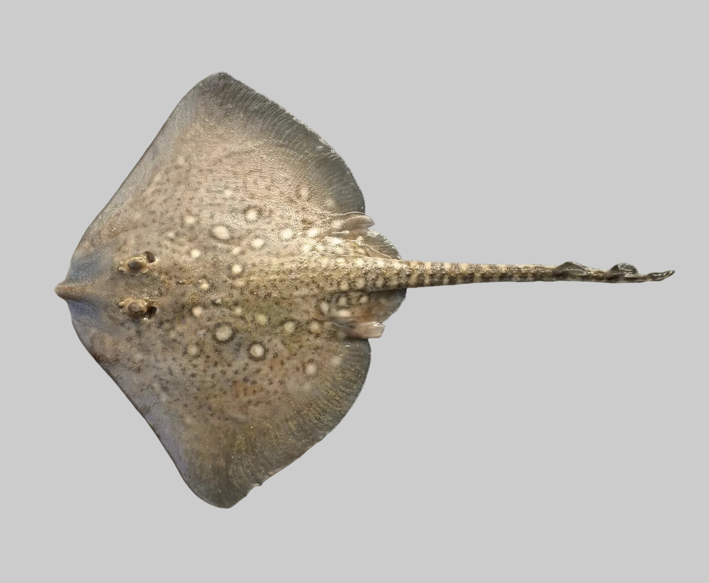 Rajos žuvis su alyvuogių aliejumi ir kariu | ABC+